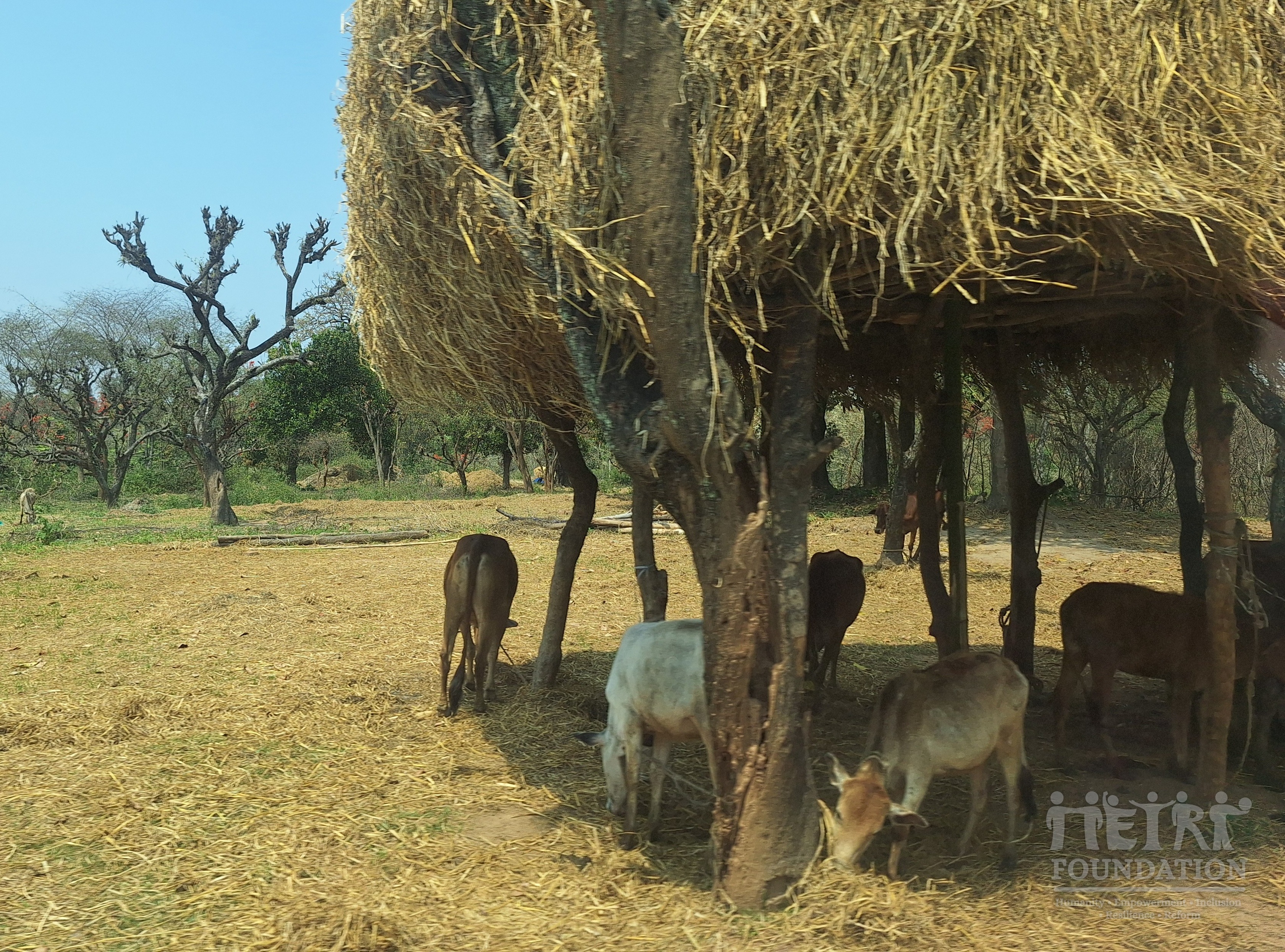 Rural India